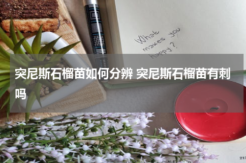 突尼斯石榴苗如何分辨 突尼斯石榴苗有刺吗