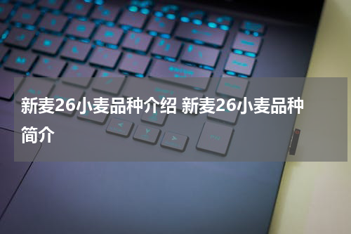 新麦26小麦品种介绍 新麦26小麦品种简介