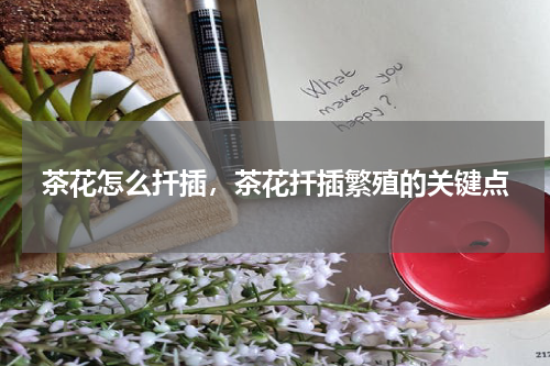 茶花怎么扦插，茶花扦插繁殖的关键点