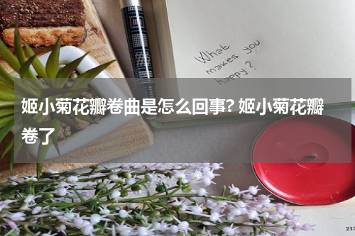 姬小菊花瓣卷曲是怎么回事? 姬小菊花瓣卷了