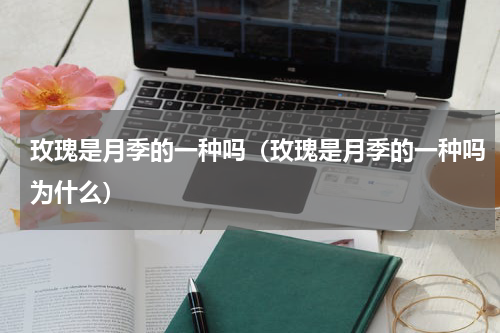 玫瑰是月季的一种吗（玫瑰是月季的一种吗为什么）