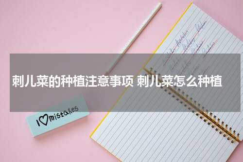 刺儿菜的种植注意事项 刺儿菜怎么种植