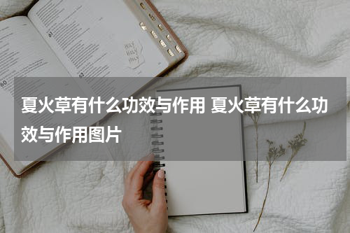 夏火草有什么功效与作用 夏火草有什么功效与作用图片