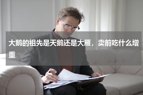 大鹅的祖先是天鹅还是大雁，卖前吃什么增重
