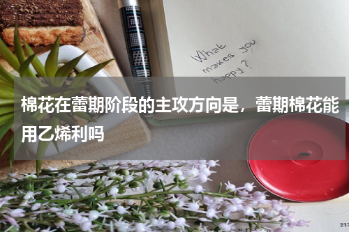 棉花在蕾期阶段的主攻方向是，蕾期棉花能用乙烯利吗