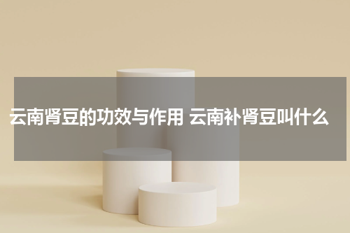 云南肾豆的功效与作用 云南补肾豆叫什么