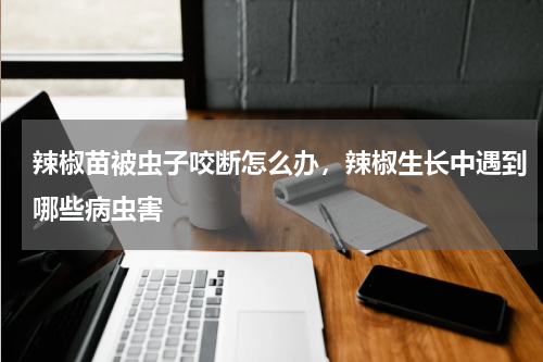 辣椒苗被虫子咬断怎么办，辣椒生长中遇到哪些病虫害