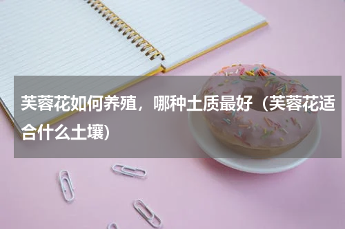 芙蓉花如何养殖，哪种土质最好（芙蓉花适合什么土壤）