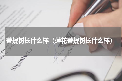菩提树长什么样（莲花菩提树长什么样）