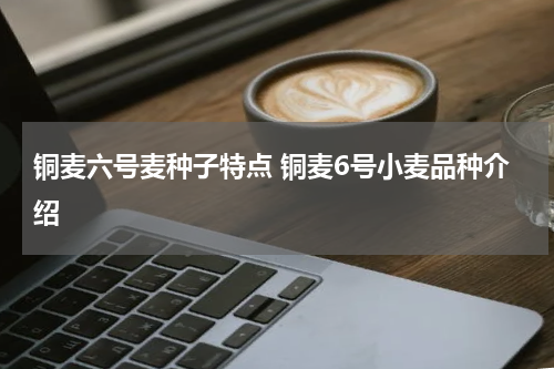 铜麦六号麦种子特点 铜麦6号小麦品种介绍