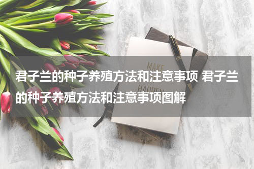 君子兰的种子养殖方法和注意事项 君子兰的种子养殖方法和注意事项图解