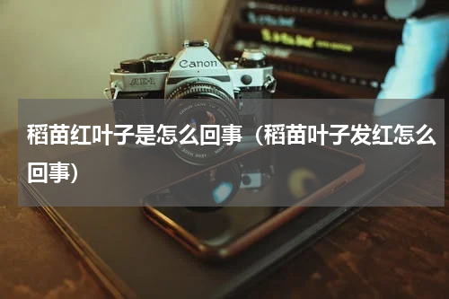 稻苗红叶子是怎么回事（稻苗叶子发红怎么回事）