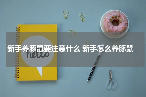 新手养豚鼠要注意什么 新手怎么养豚鼠