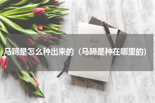 马蹄是怎么种出来的（马蹄是种在哪里的）