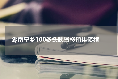 湖南宁乡100多头胰岛移植供体猪