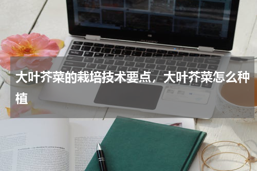 大叶芥菜的栽培技术要点，大叶芥菜怎么种植