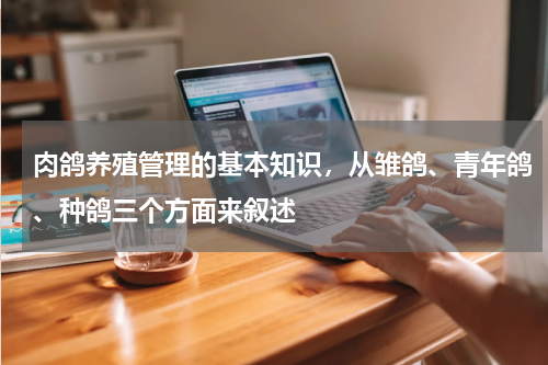 肉鸽养殖管理的基本知识，从雏鸽、青年鸽、种鸽三个方面来叙述