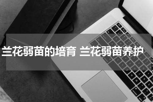 兰花弱苗的培育 兰花弱苗养护