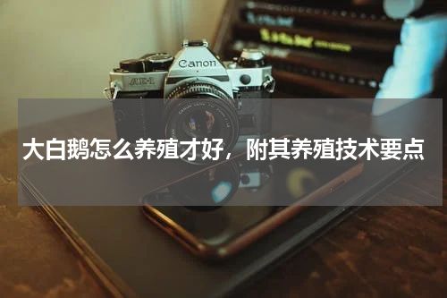 大白鹅怎么养殖才好，附其养殖技术要点