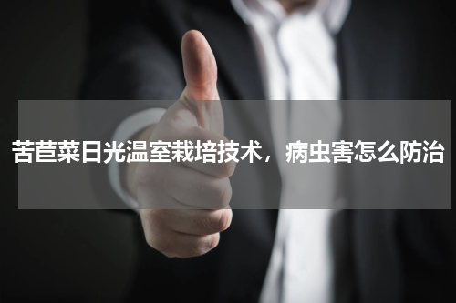 苦苣菜日光温室栽培技术，病虫害怎么防治