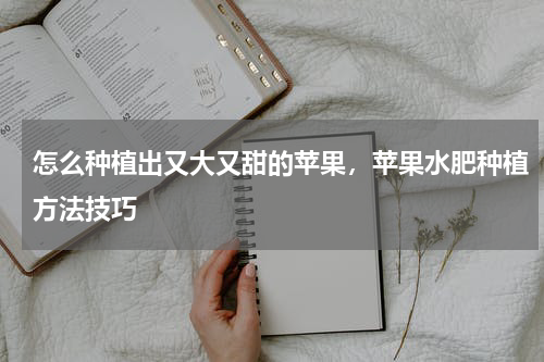 怎么种植出又大又甜的苹果，苹果水肥种植方法技巧
