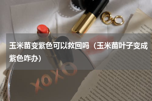 玉米苗变紫色可以救回吗（玉米苗叶子变成紫色咋办）