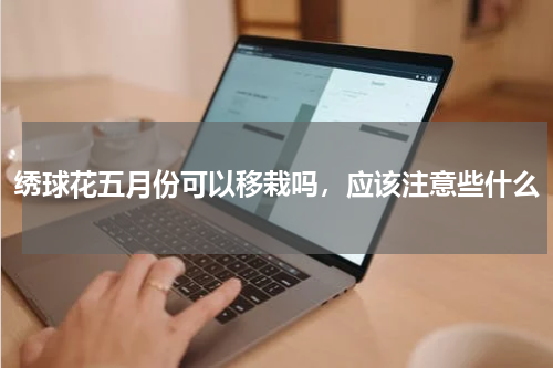 绣球花五月份可以移栽吗，应该注意些什么
