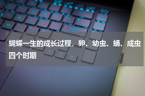 蝴蝶一生的成长过程，卵、幼虫、蛹、成虫四个时期