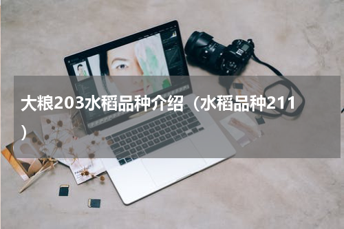 大粮203水稻品种介绍（水稻品种211）