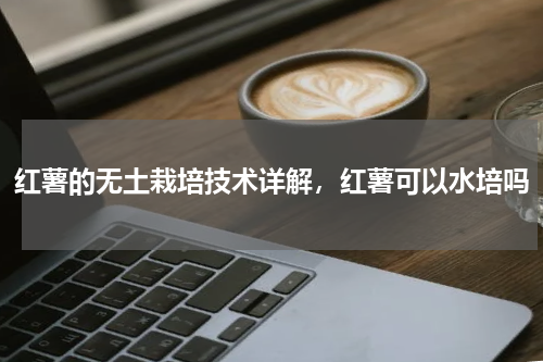 红薯的无土栽培技术详解，红薯可以水培吗