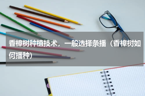 香樟树种植技术，一般选择条播（香樟树如何播种）
