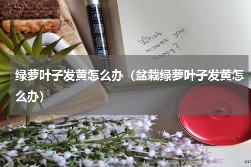 绿萝叶子发黄怎么办（盆栽绿萝叶子发黄怎么办）