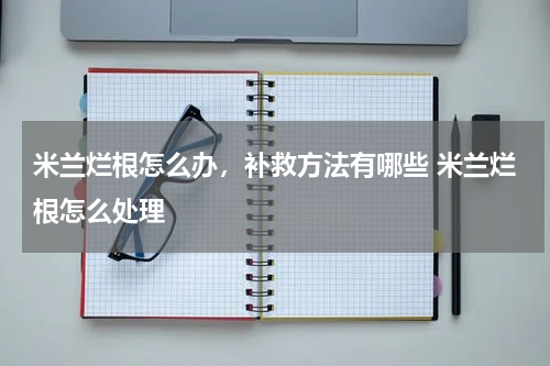 米兰烂根怎么办，补救方法有哪些 米兰烂根怎么处理