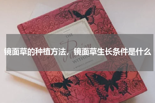 镜面草的种植方法，镜面草生长条件是什么