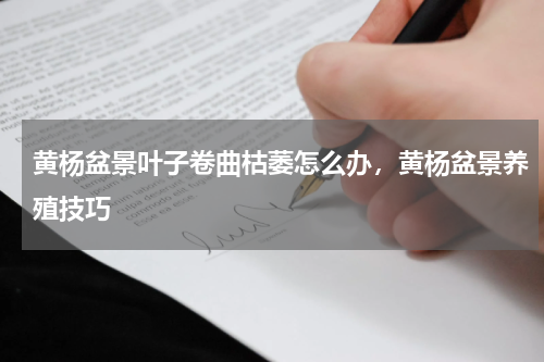 黄杨盆景叶子卷曲枯萎怎么办，黄杨盆景养殖技巧