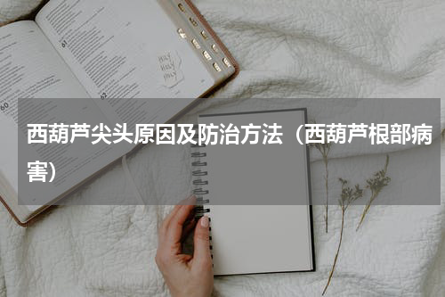 西葫芦尖头原因及防治方法（西葫芦根部病害）