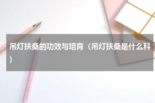 吊灯扶桑的功效与培育（吊灯扶桑是什么科）