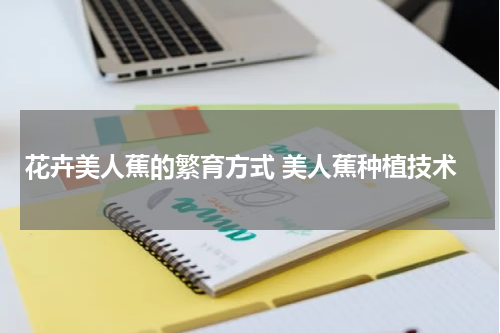 花卉美人蕉的繁育方式 美人蕉种植技术