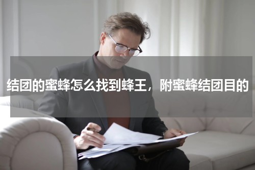 结团的蜜蜂怎么找到蜂王，附蜜蜂结团目的