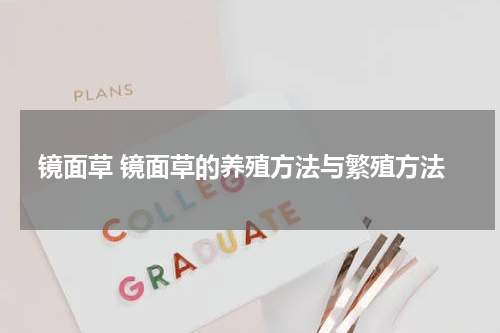 镜面草 镜面草的养殖方法与繁殖方法