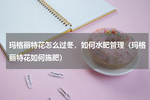 玛格丽特花怎么过冬，如何水肥管理（玛格丽特花如何施肥）