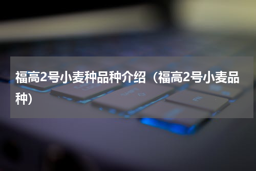 福高2号小麦种品种介绍（福高2号小麦品种）