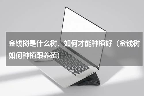 金钱树是什么树，如何才能种植好（金钱树如何种植跟养殖）