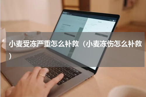 小麦受冻严重怎么补救（小麦冻伤怎么补救）