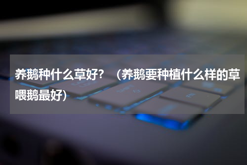 养鹅种什么草好？（养鹅要种植什么样的草喂鹅最好）