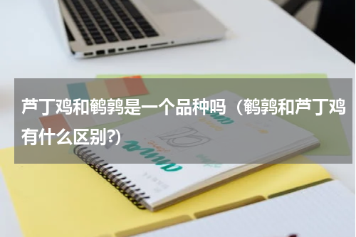 芦丁鸡和鹌鹑是一个品种吗（鹌鹑和芦丁鸡有什么区别?）