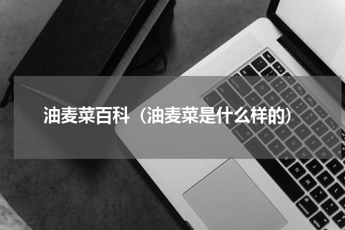 油麦菜百科（油麦菜是什么样的）
