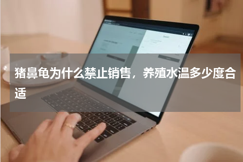 猪鼻龟为什么禁止销售，养殖水温多少度合适