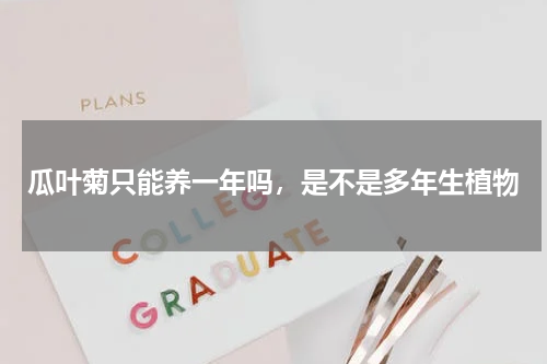 瓜叶菊只能养一年吗，是不是多年生植物