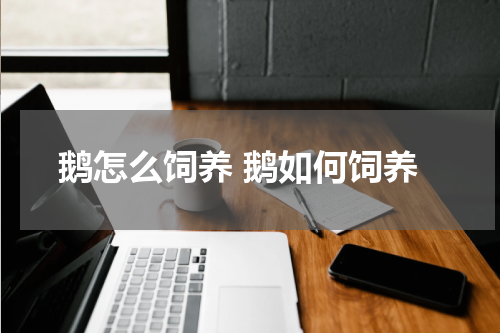 鹅怎么饲养 鹅如何饲养